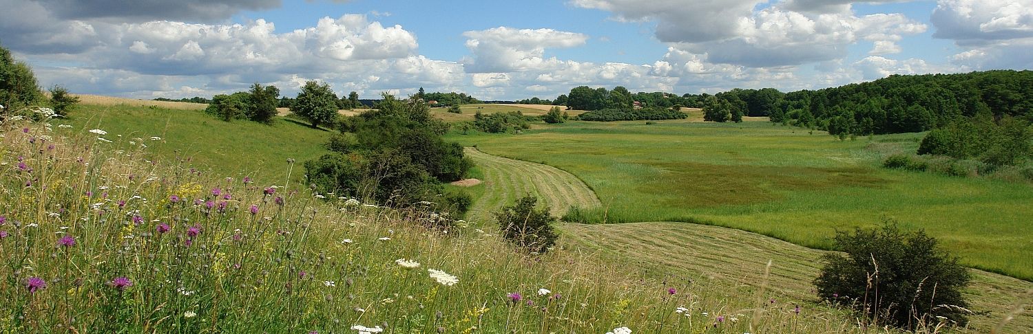 Blick in das Rinnetal im NSG Ruhlsdorfer Bruch Richtung Ruhlsdorf (Foto: Jörg Hoffmann)